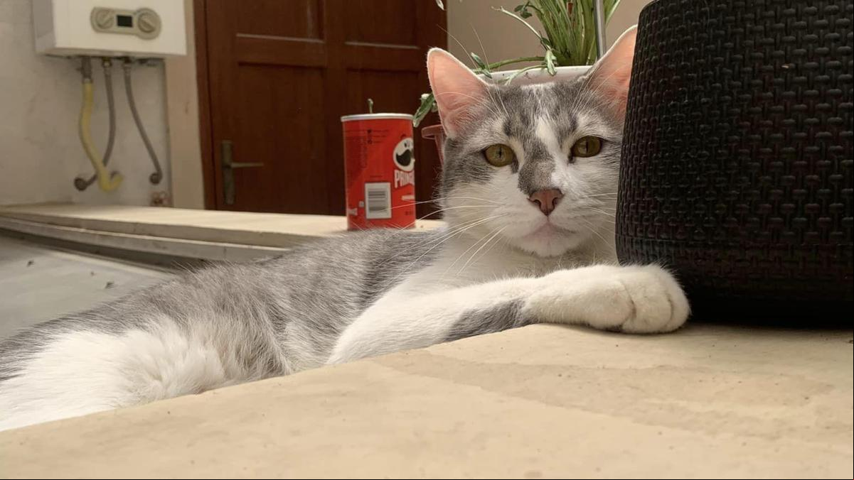 El Gobierno de Bolivia contrata a una comunicadora interespecies para encontrar a un gato