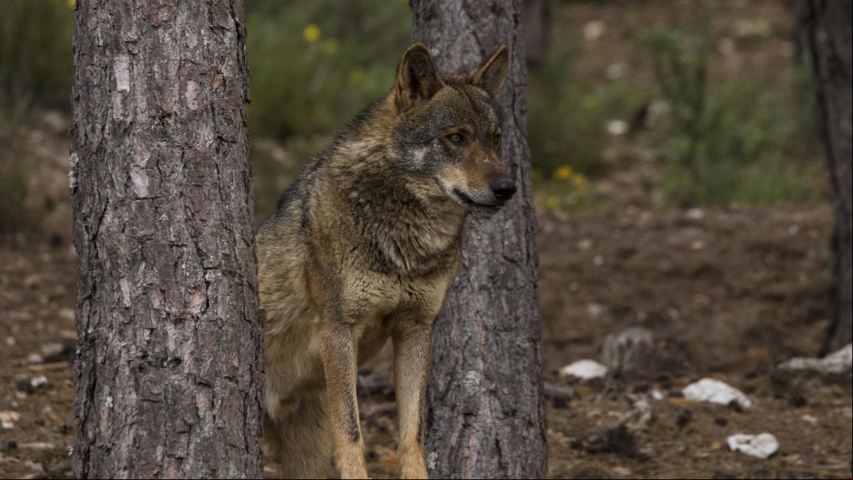 PP, Junts, Vox y PNV votan a favor de sacar al lobo de la lista de especies en protección especial