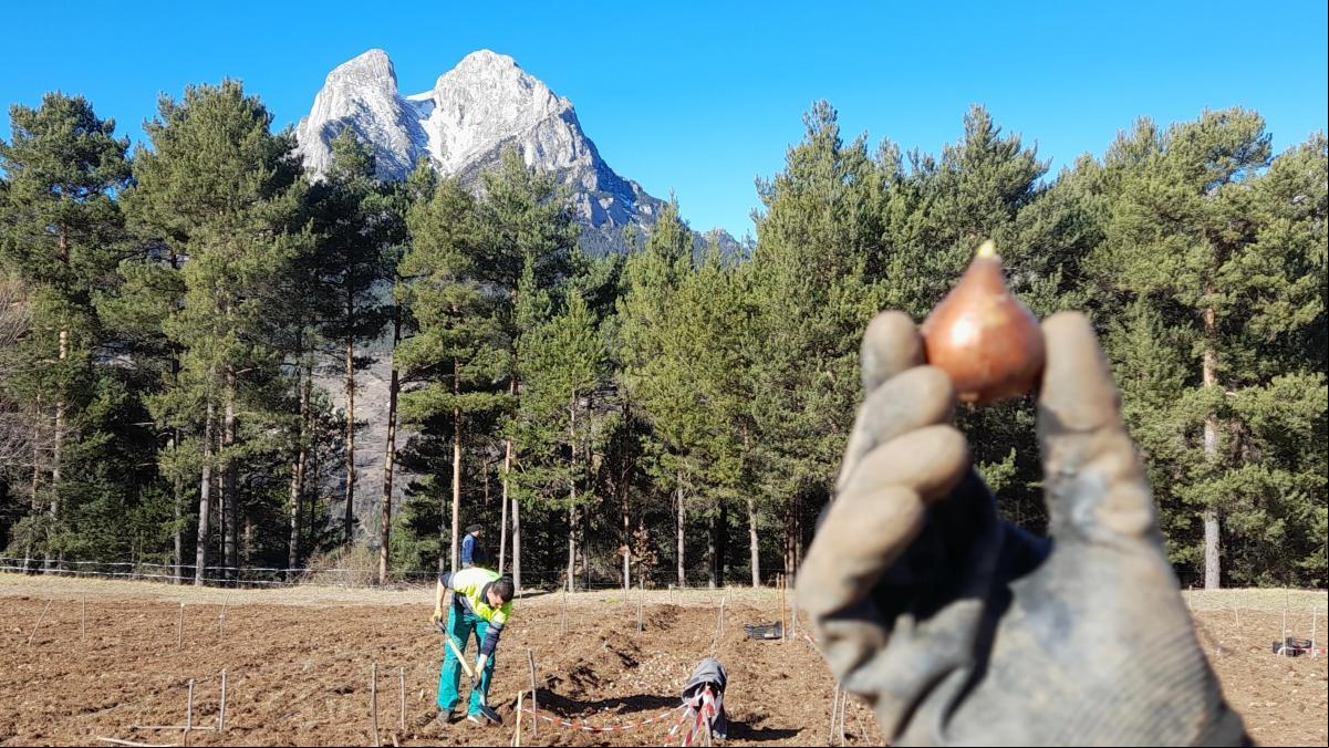 La fiebre de los tulipanes aflora en el Berguedà