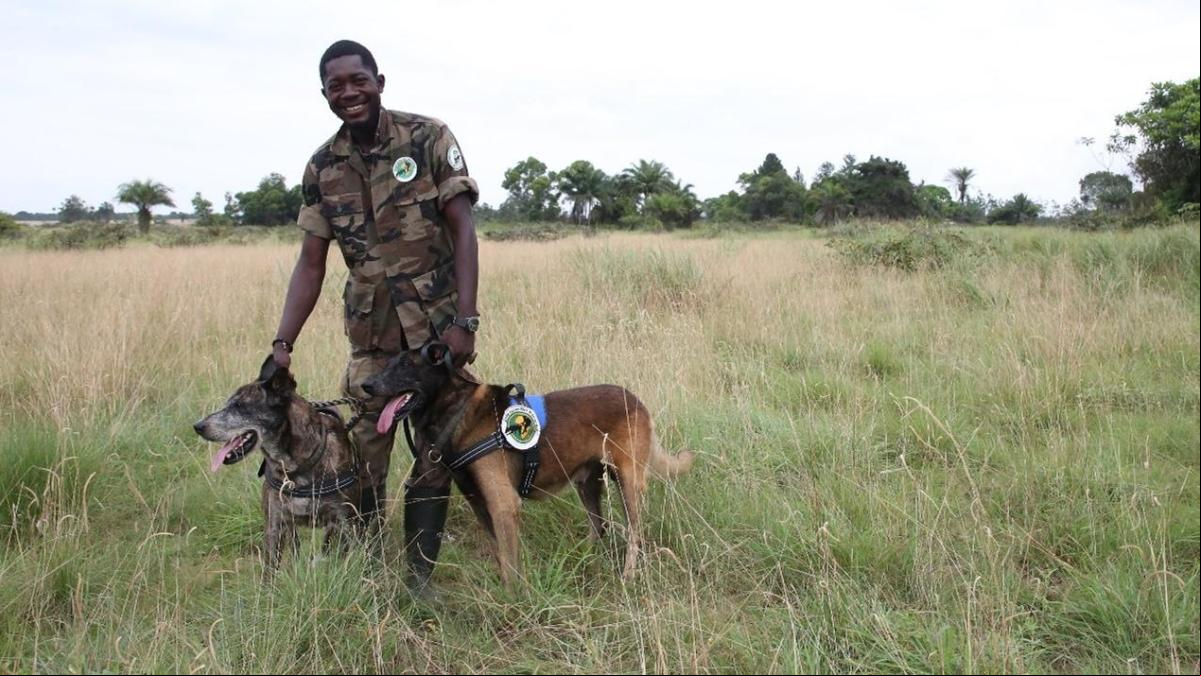 Una perrita ejemplar de Congo busca hogar en España