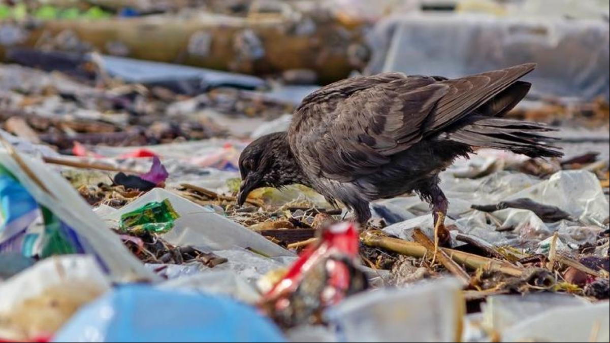 Plasticosis: una nueva enfermedad causada por el plástico que está afectando a las aves marinas