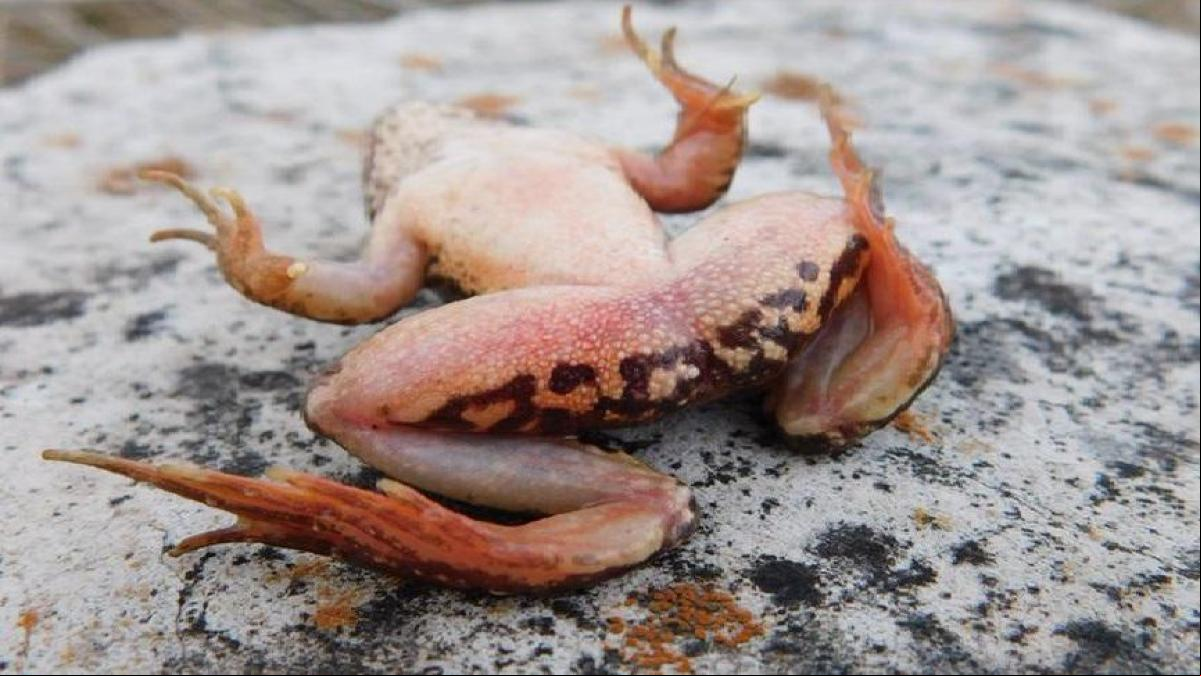 El hongo que está matando a las ranas en todo el mundo se extiende rápidamente por África