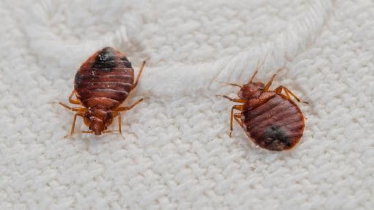 Una plaga de chinches alerta a Calafell y Cunit: un problema que va en aumento en España