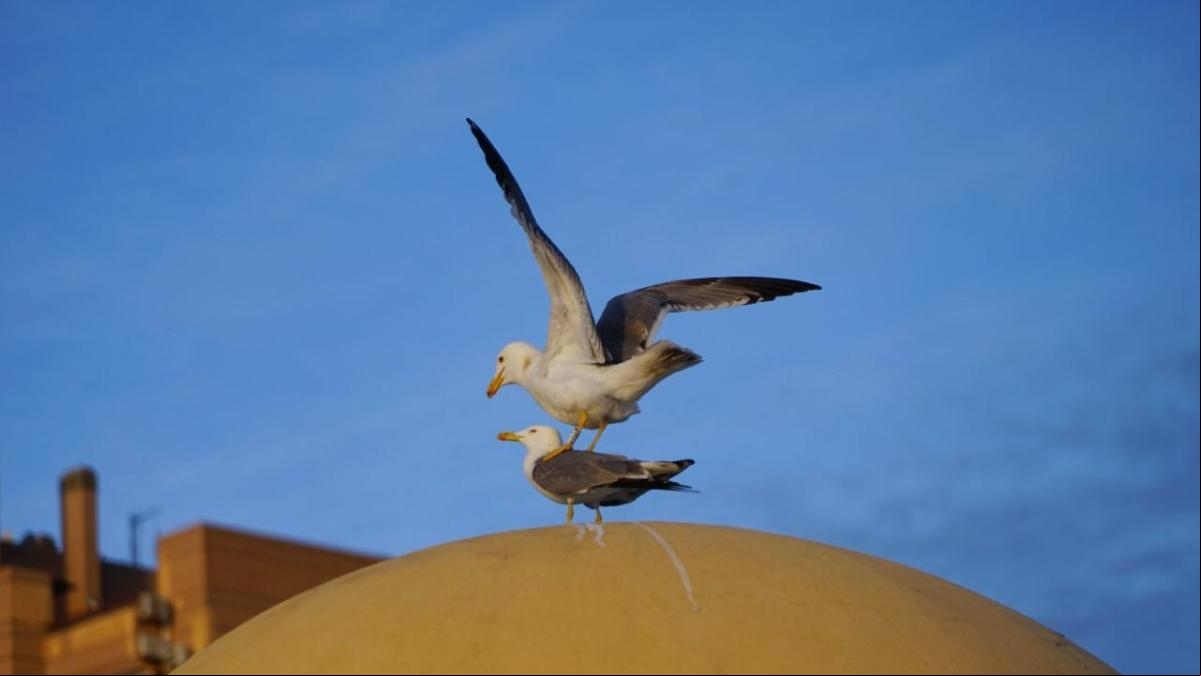 Los juegos de las gaviotas