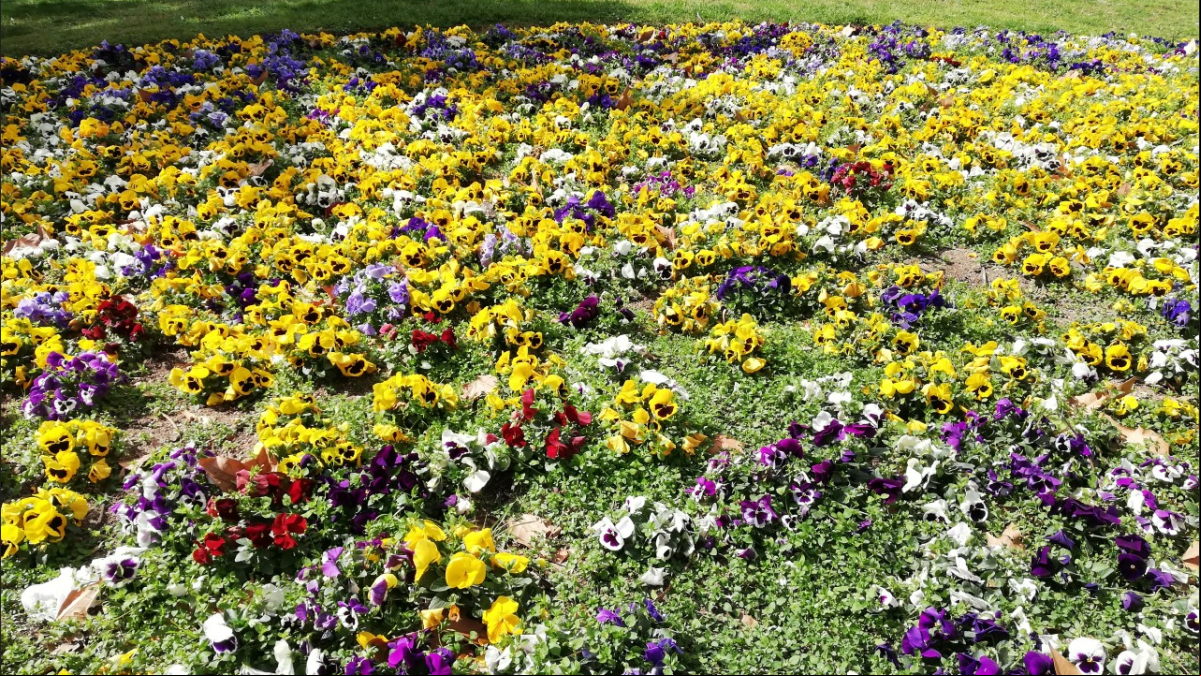 ¿Por qué somos más felices cuando llega la primavera?