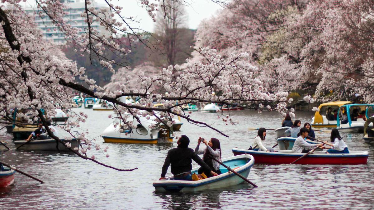 De Alicante a Japón: todas las flores del mundo