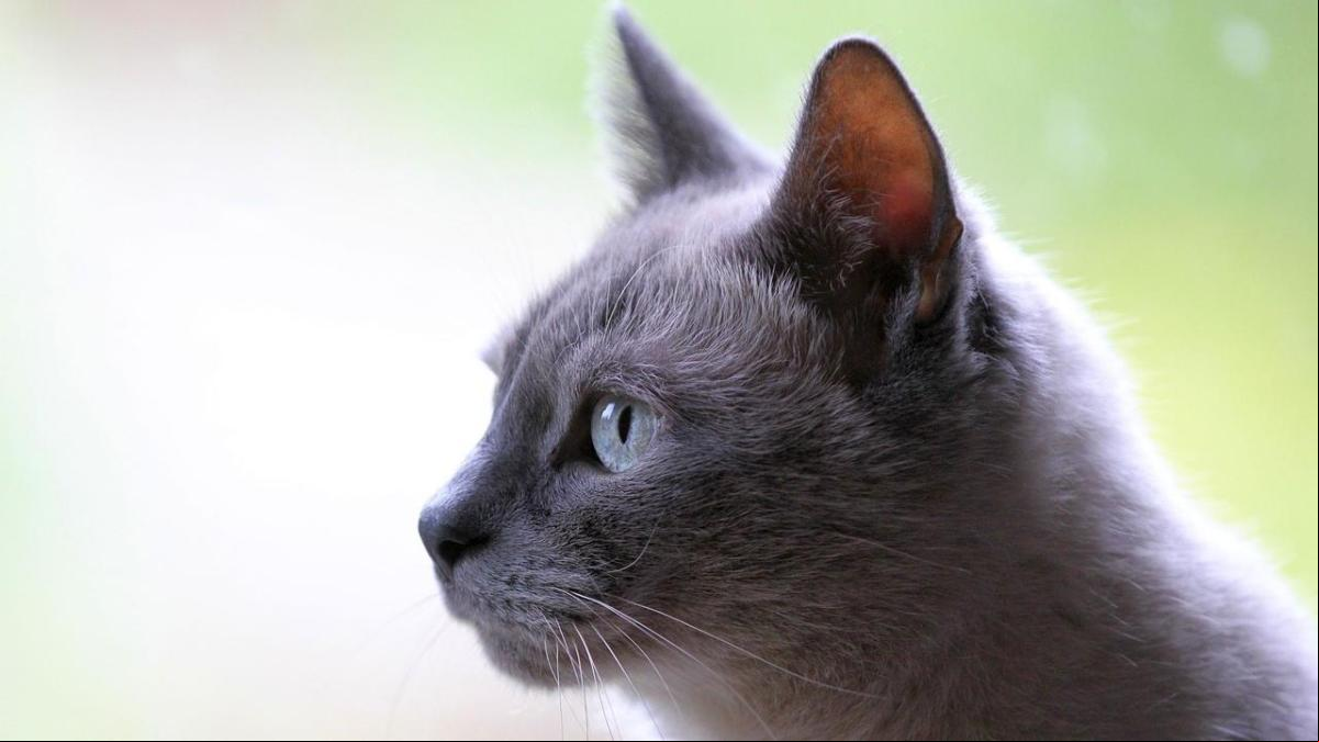 Síndrome vestibular felino: qué es y cuáles son sus síntomas
