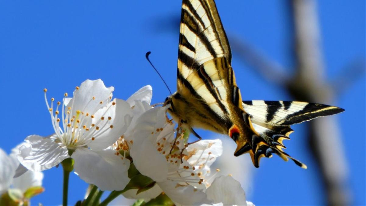 El néctar de la primavera en Cardona