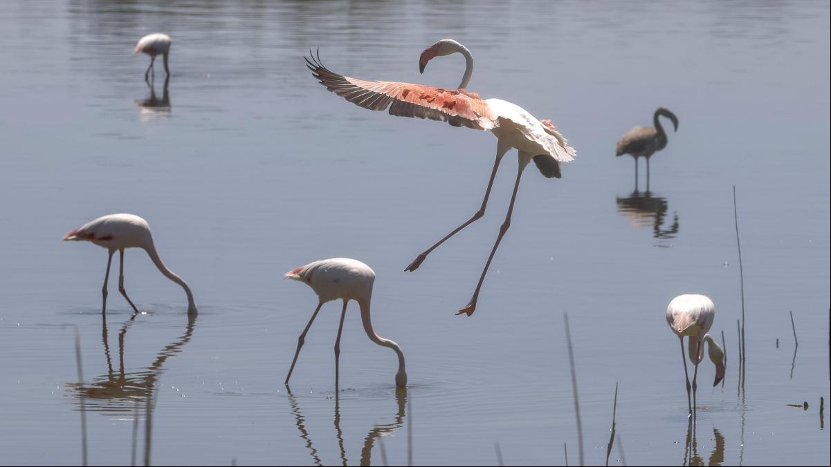 Ecologistas proponen trasladar los flamencos de LAlbufera a otras zonas húmedas de Valencia