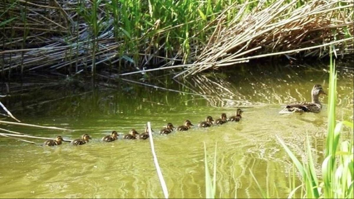 ¿Sabes por qué las familias de patos nadan en fila?