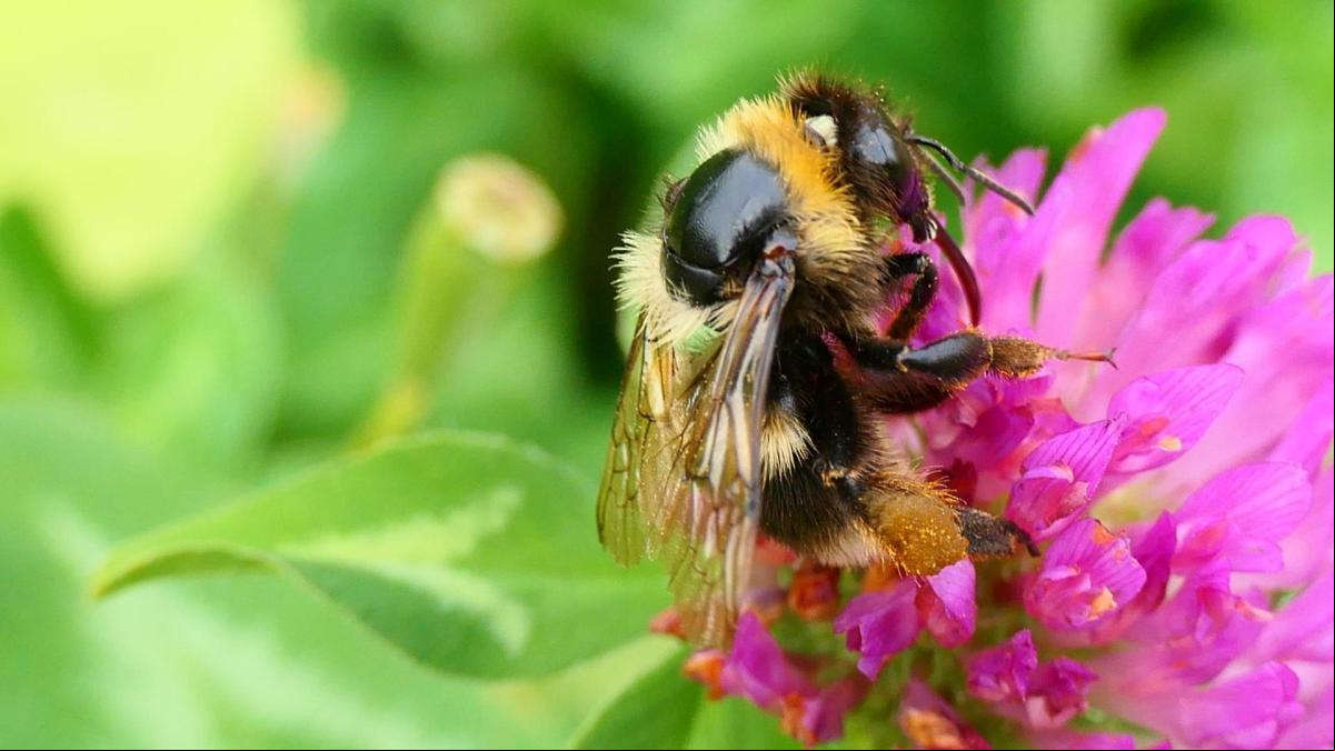 El último estallido del Bombus