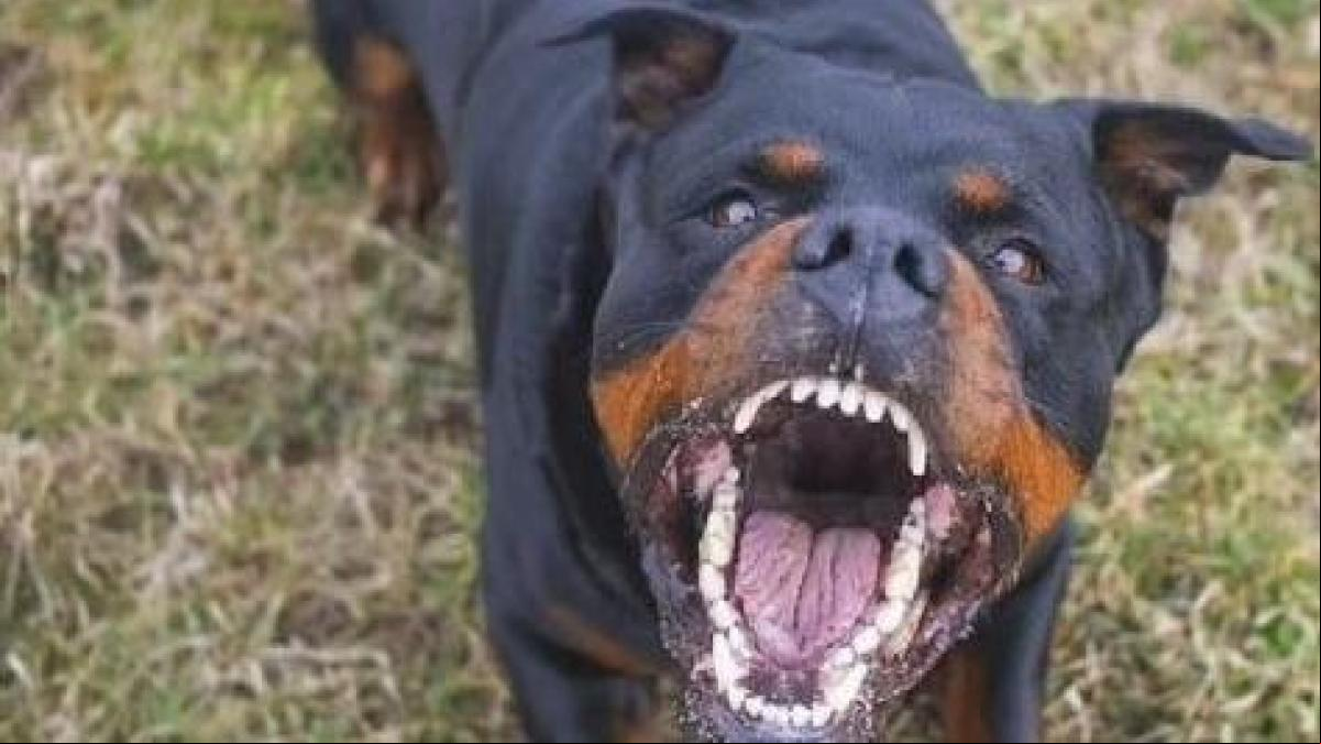 Cinco perros rottweiler matan a su dueño en su casa en Managua Cinco perros rottweiler matan a su dueño en su casa en Managua