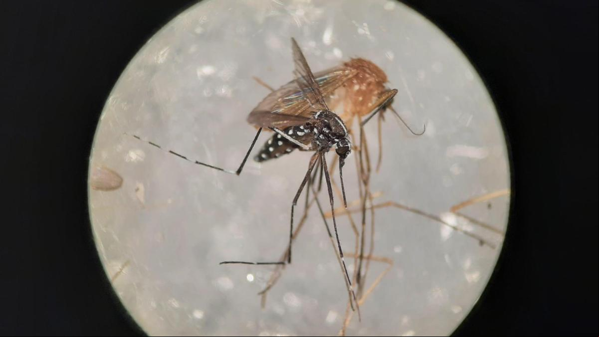 Cómo podemos evitar las enfermedades infecciosas transmitidas por mosquitos