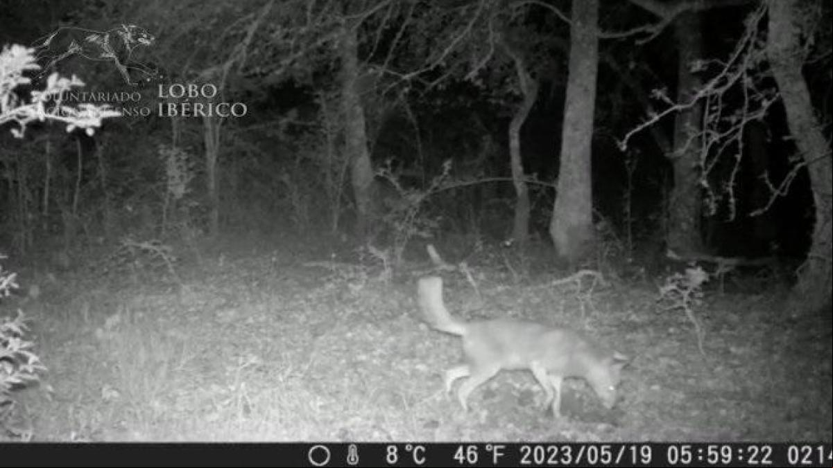 Primeras imágenes de un chacal dorado vivo en España: ¿avance en ecología o especie invasora?