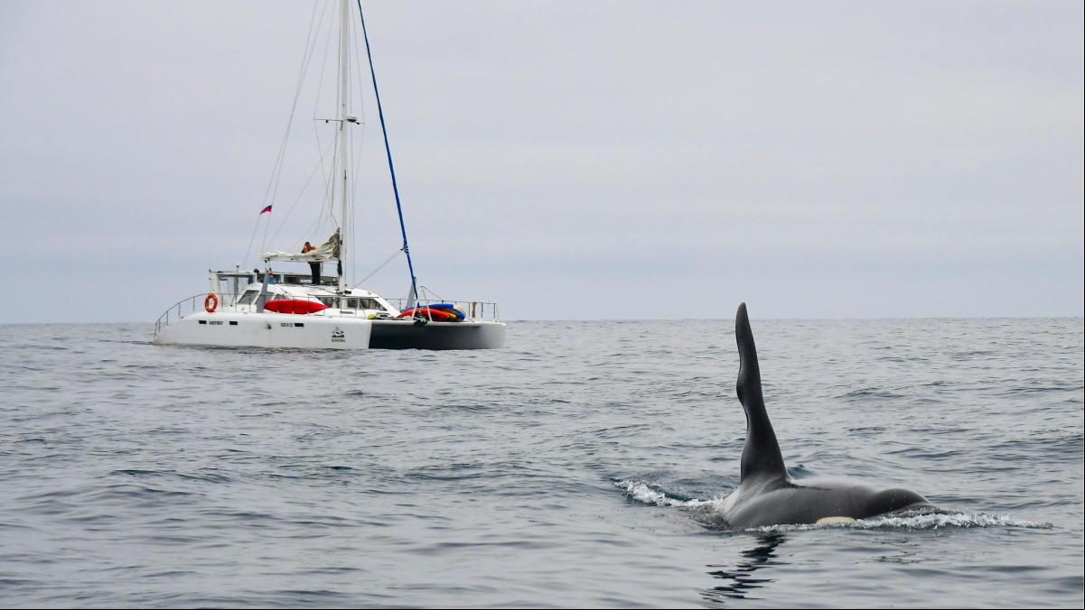 Un grupo de orcas ataca a un velero en la costa de Ceuta: “¡Son gigantes, estoy acojonado!”