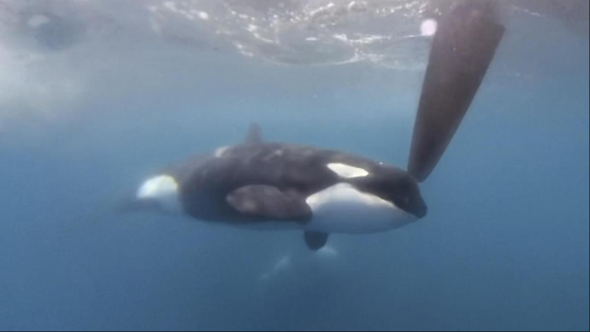 Una manada de orcas hunde un velero en el Estrecho