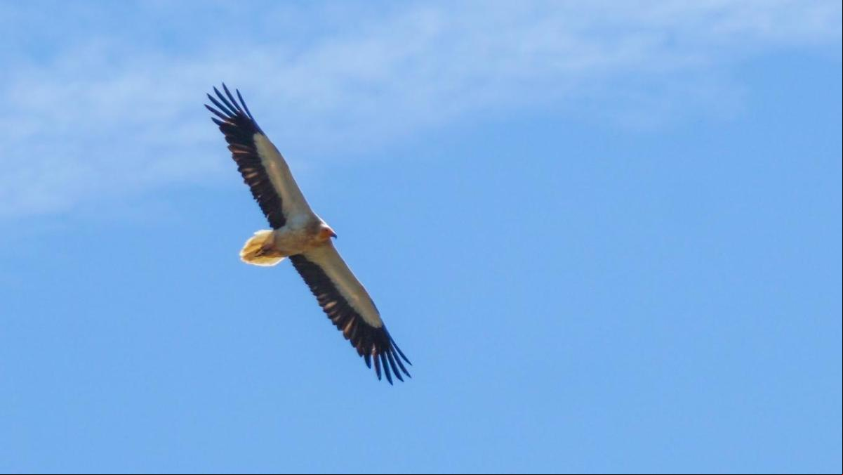 El vuelo del carroñero de Casserres