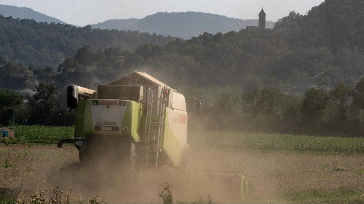 Vida de campo en el verano de Malla