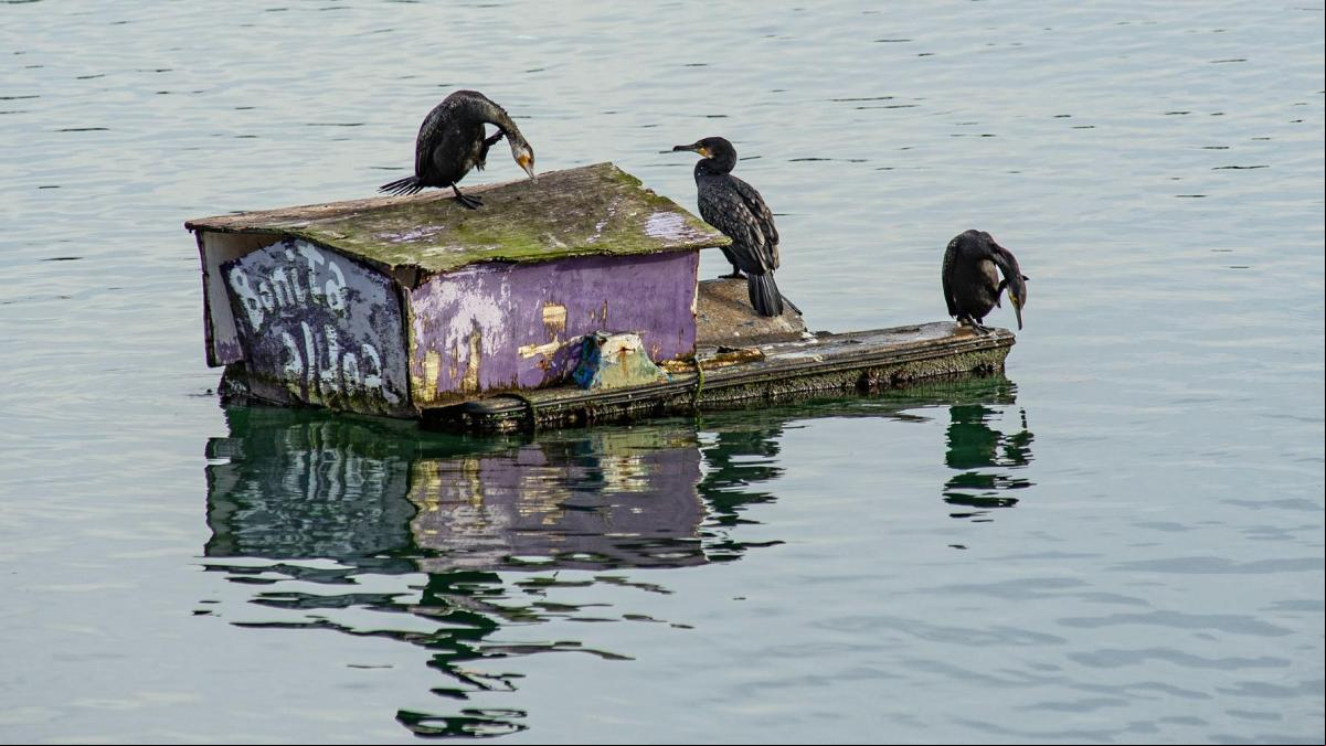 Los cormoranes vuelven a la ría de Bilbao