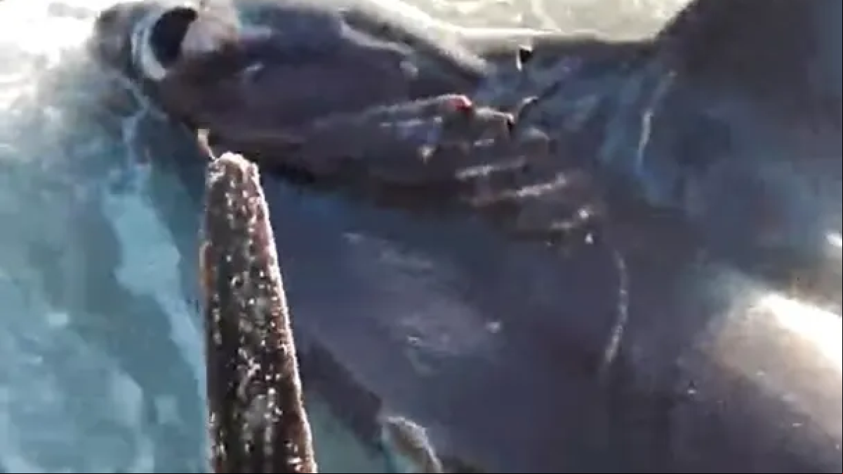 Hallado un tiburón apuñalado en el corazón por un pez espada