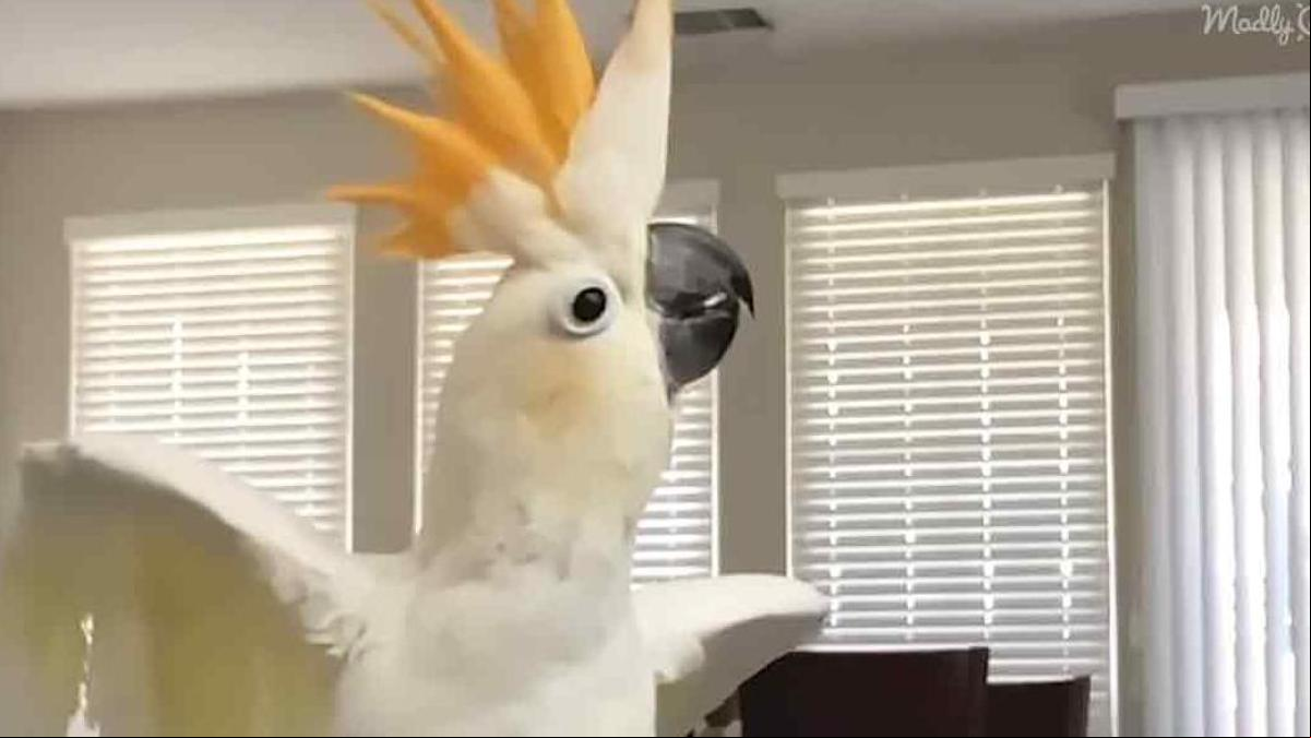 Doobie, la adorable cacatúa capaz de hacer beatboxing y seguir a su dueña a todas partes