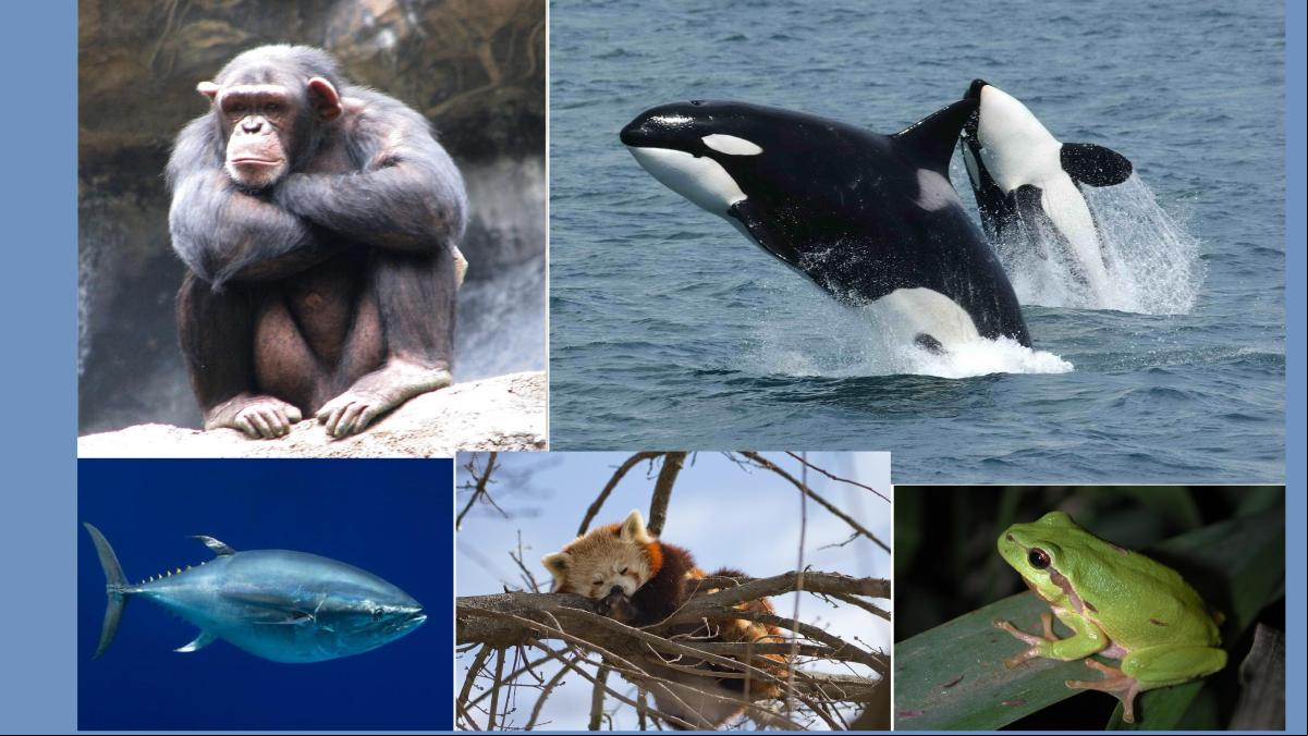 Descubren peligrosos productos químicos retardantes de fuego en 150 especies de animales