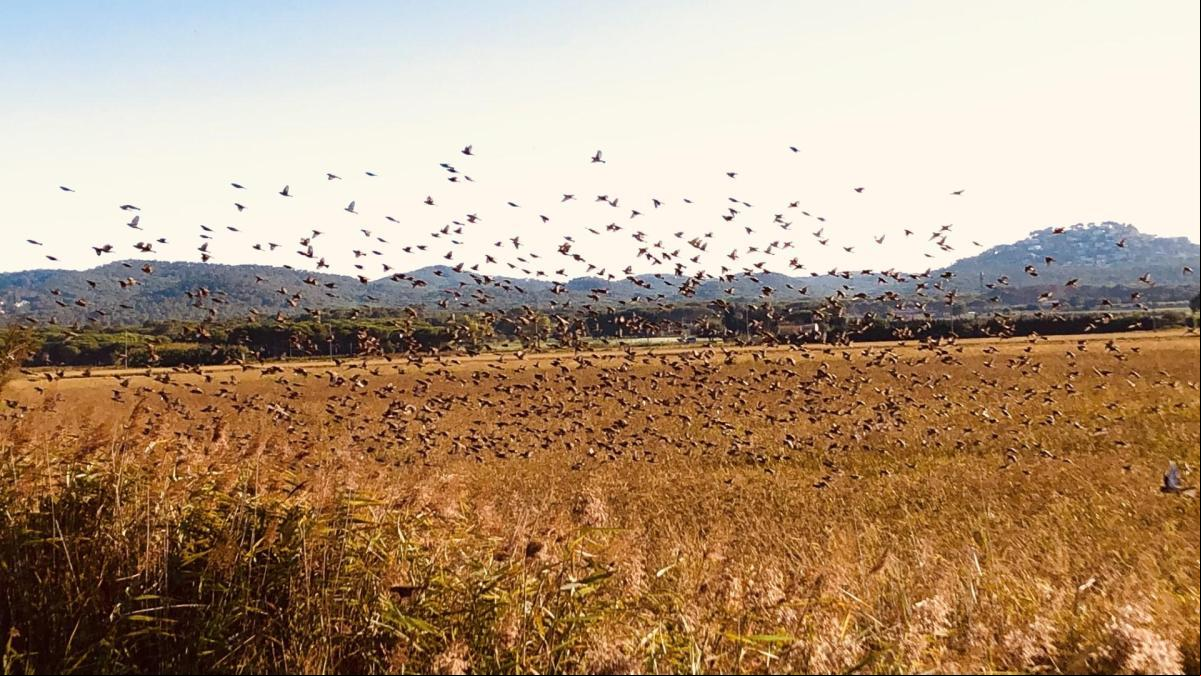 Otoño estalla en los arrozales de Pals