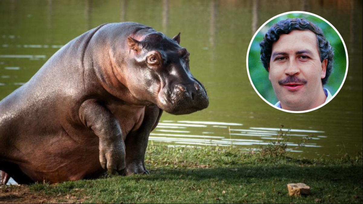 Los hipopótamos de Pablo Escobar dejarán de ser un problema: Colombia inicia su esterilización