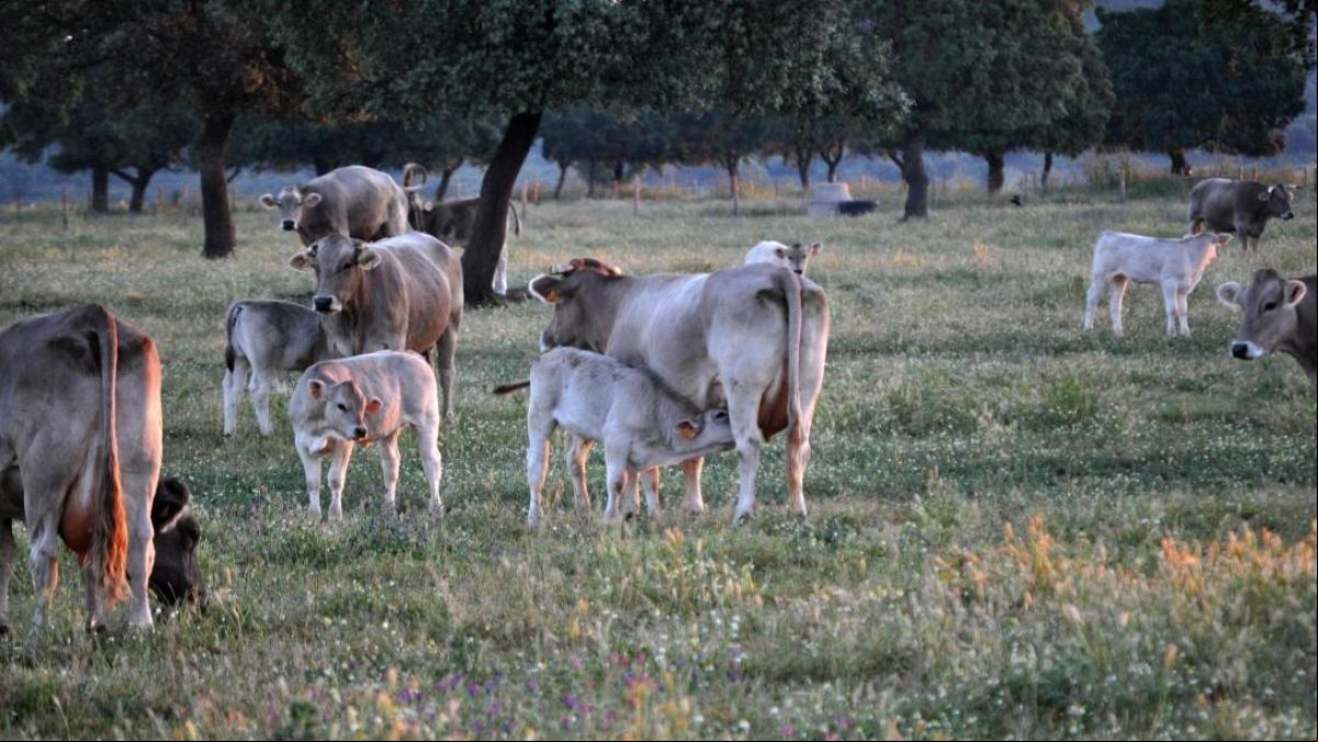 Qué tiene que ver Bimba y Lola con Granja de Moreruela, el municipio más rico de Zamora
