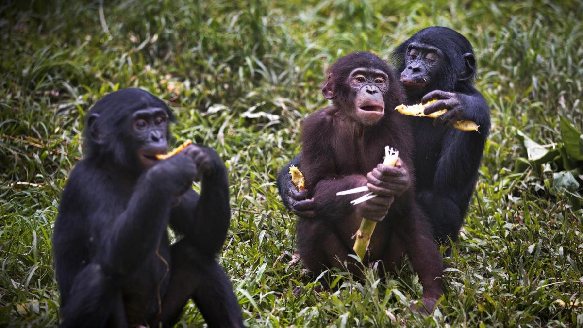 Los bonobos comparten la comida como los humanos, según un nuevo estudio