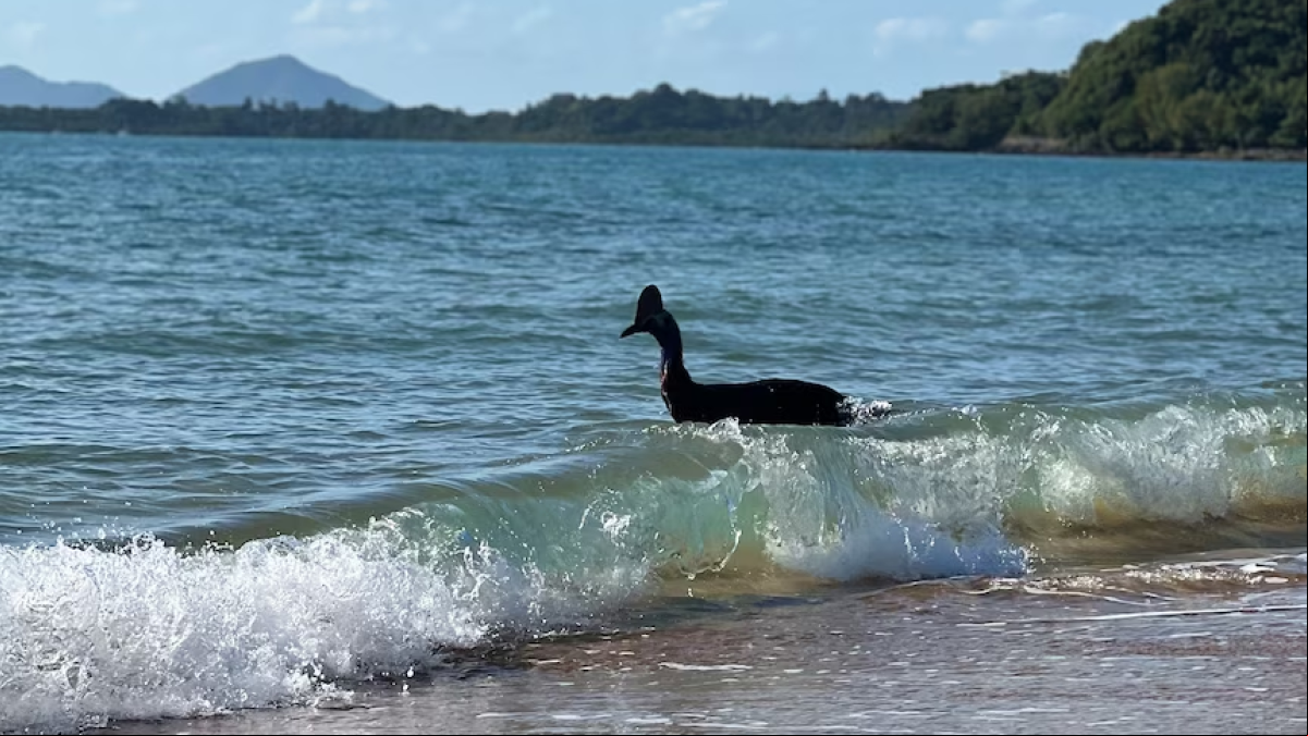 Emerge nadando en medio del océano el ave más peligrosa del mundo