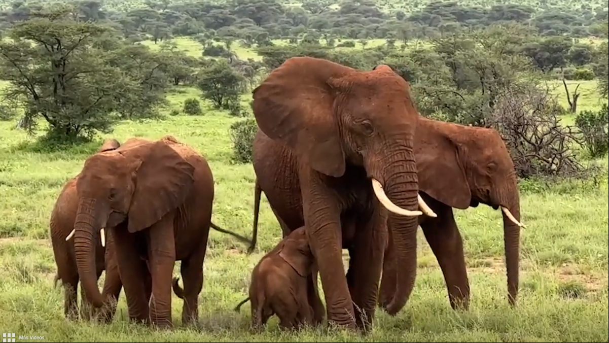 Nacen dos elefantes gemelos en Kenia, un hecho poco frecuente para una especie en extinción
