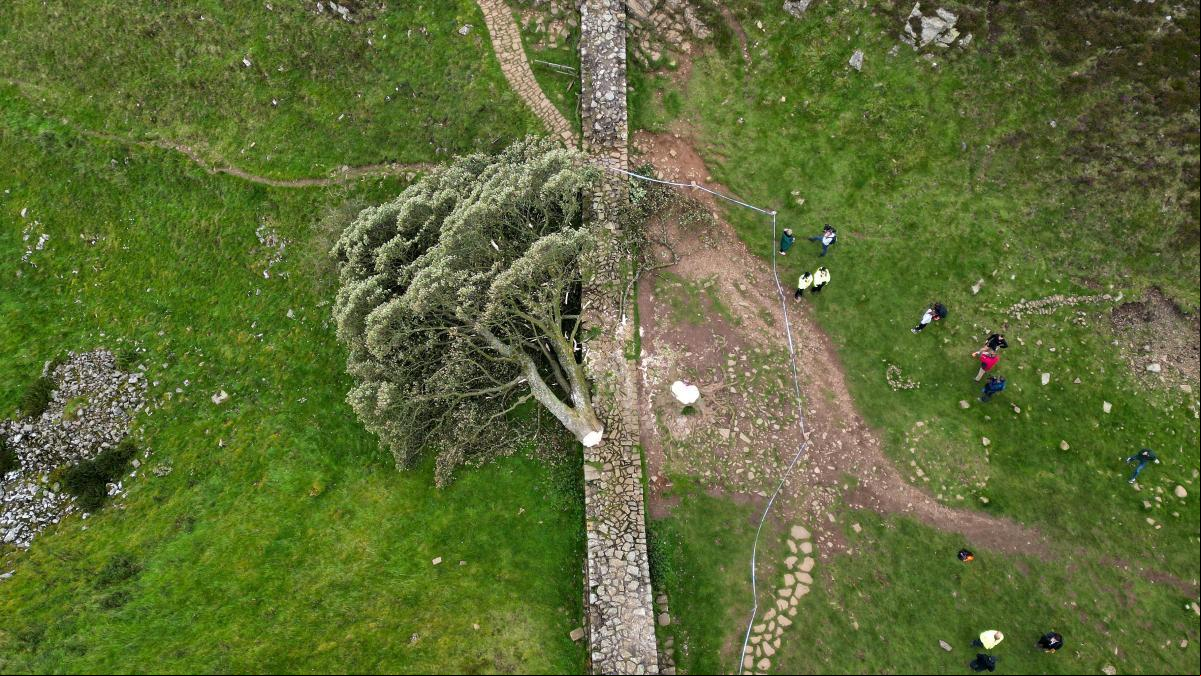 Condenados dos hombres por talar el famoso árbol Sycamore Gap en el norte de Inglaterra