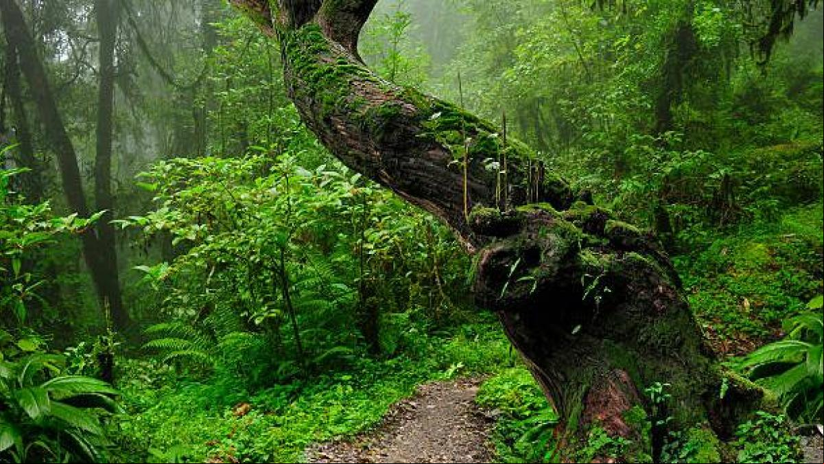 Los restos de un niño perdido hace 20 años aparecen en un bosque