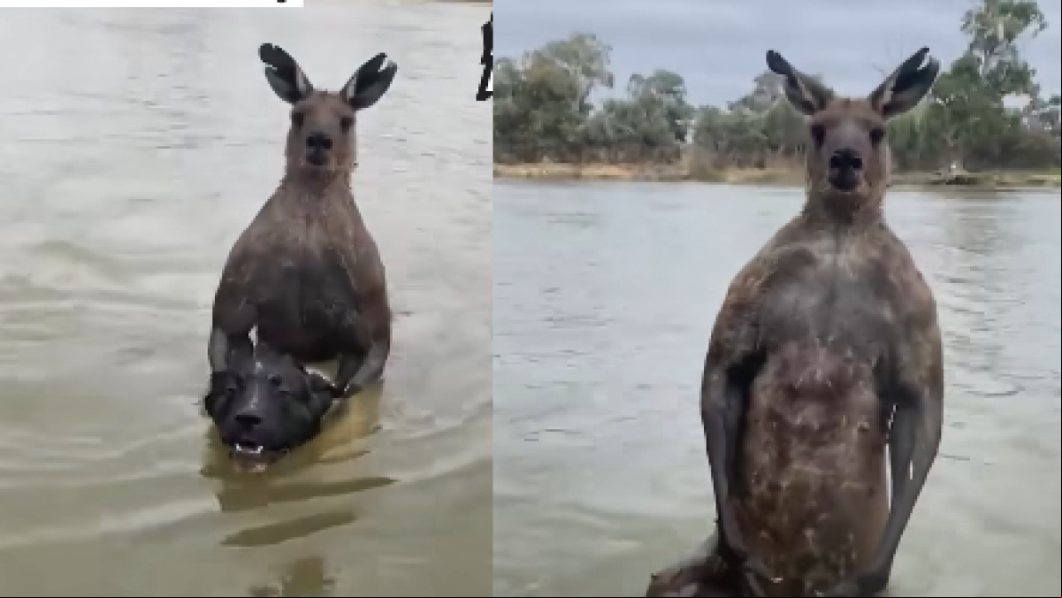 Rescata a su perro de las garras de un canguro y la gente alucina con la escena