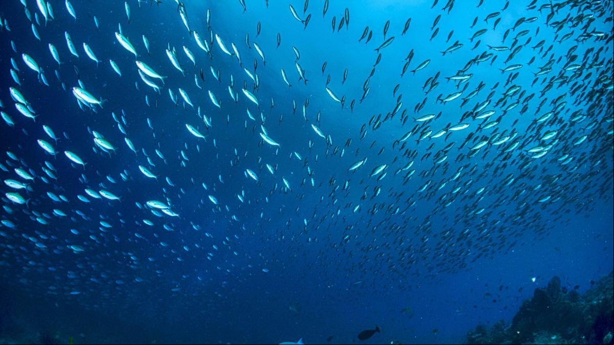 Proteger los océanos también es una necesidad económica: beneficia a la pesca y al turismo