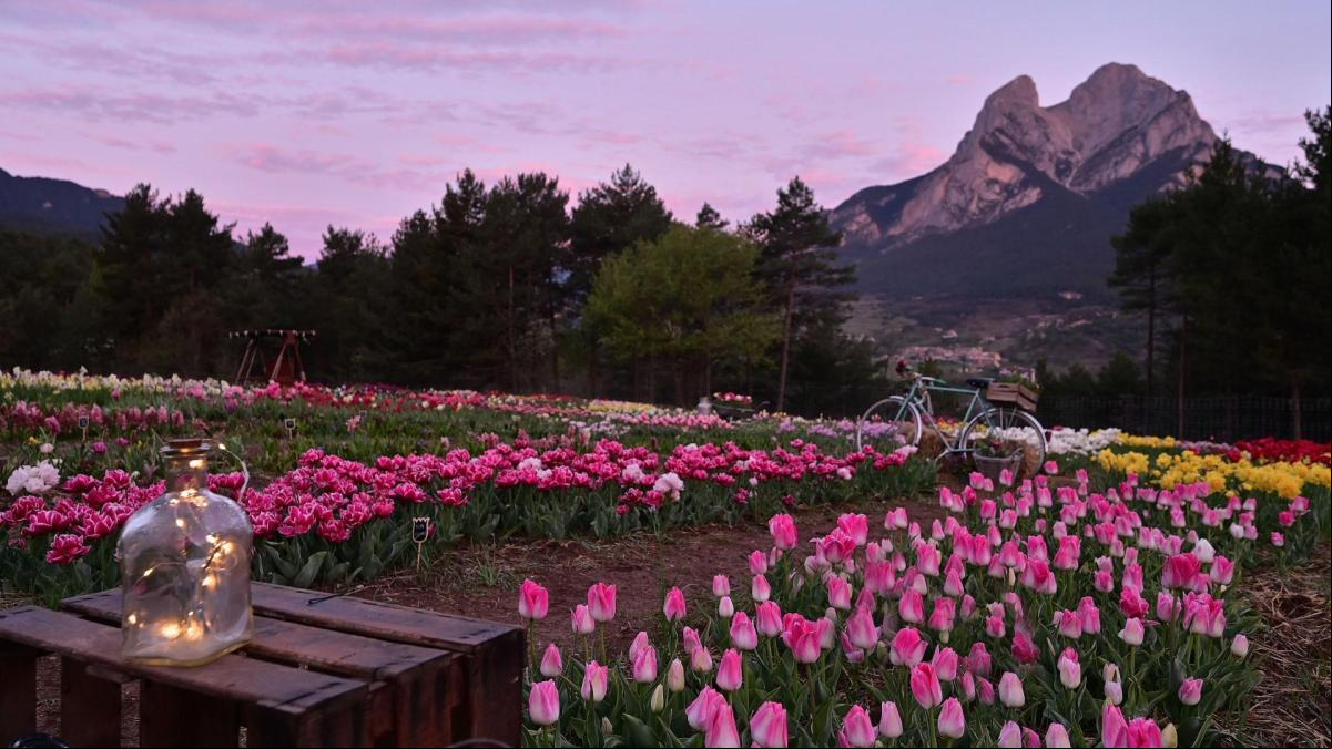 El invierno de los tulipanes del Pedraforca