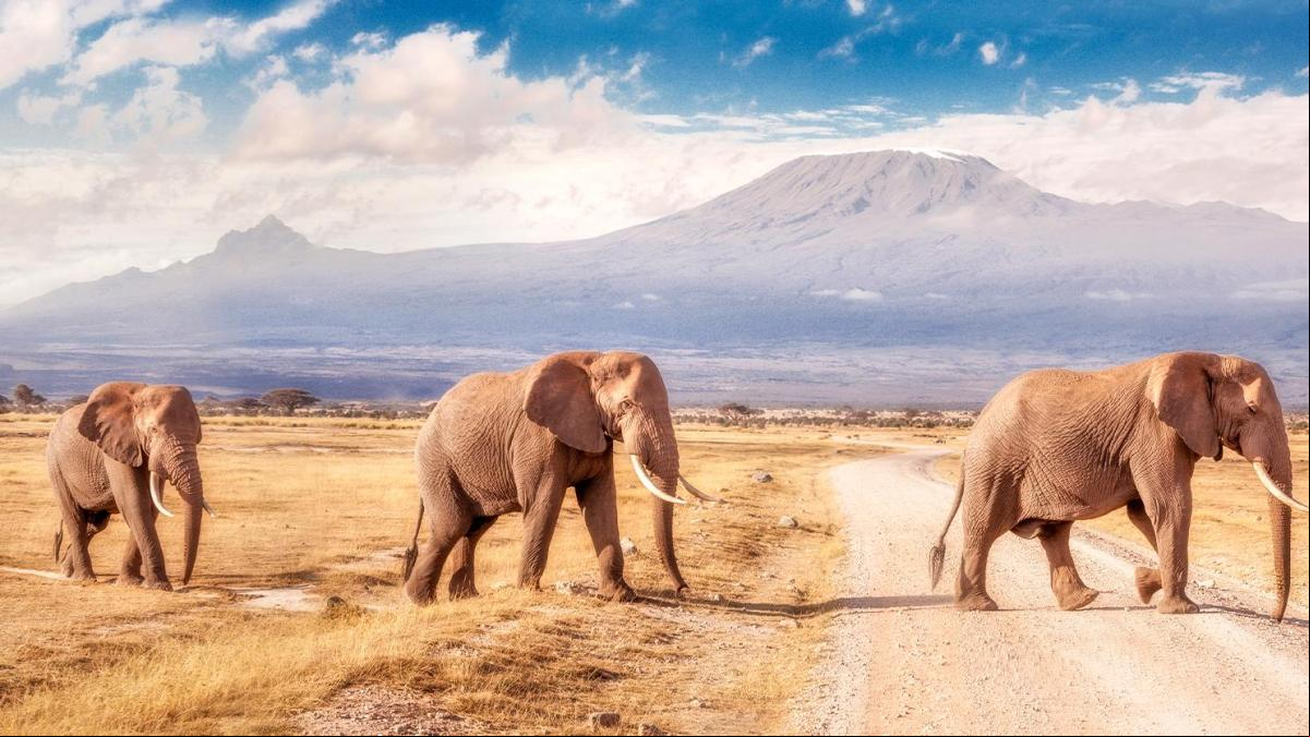 Combina safari con playas paradisíacas en Kenia: Haz realidad tu viaje soñado con un 45% de descuento