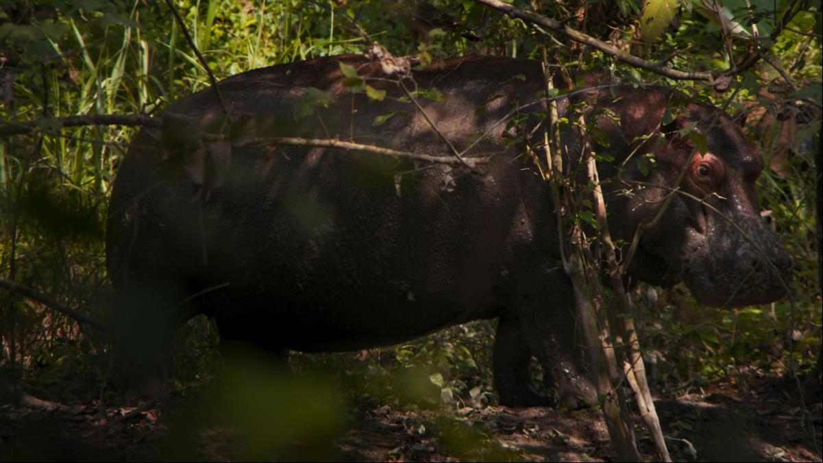 ‘Pepe’, el hipopótamo del narco Pablo Escobar, relata su vida y destino en la Berlinale