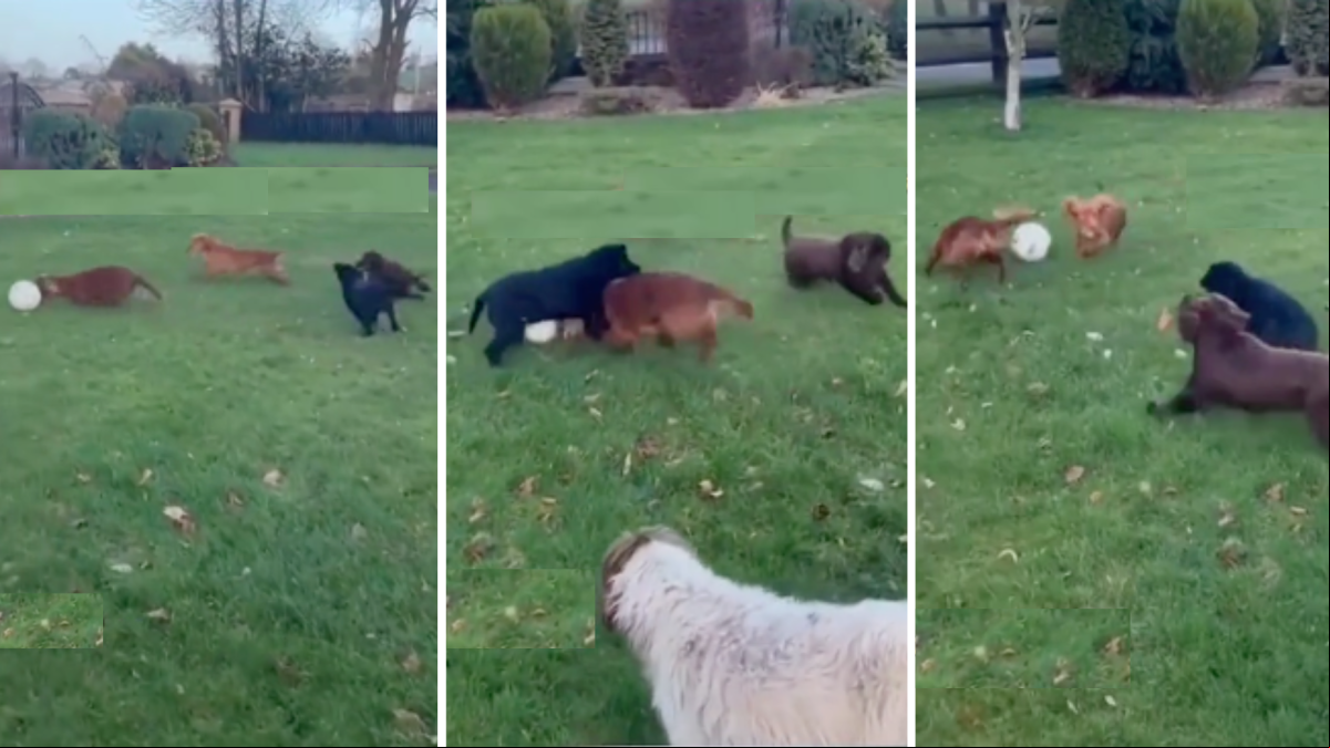 El perro viral que juega al fútbol como Messi: Mejor que toda la selección completa
