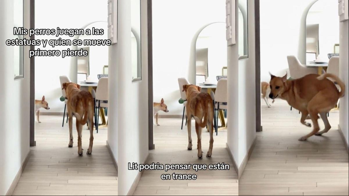 Dos perros juegan a ser estatuas: Quien se mueva primero, pierde