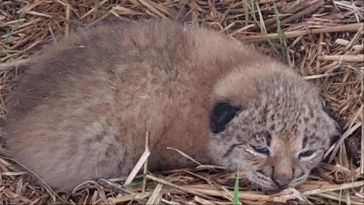 Un ganadero de Toledo encuentra tres crías de lince ibérico en su pajar