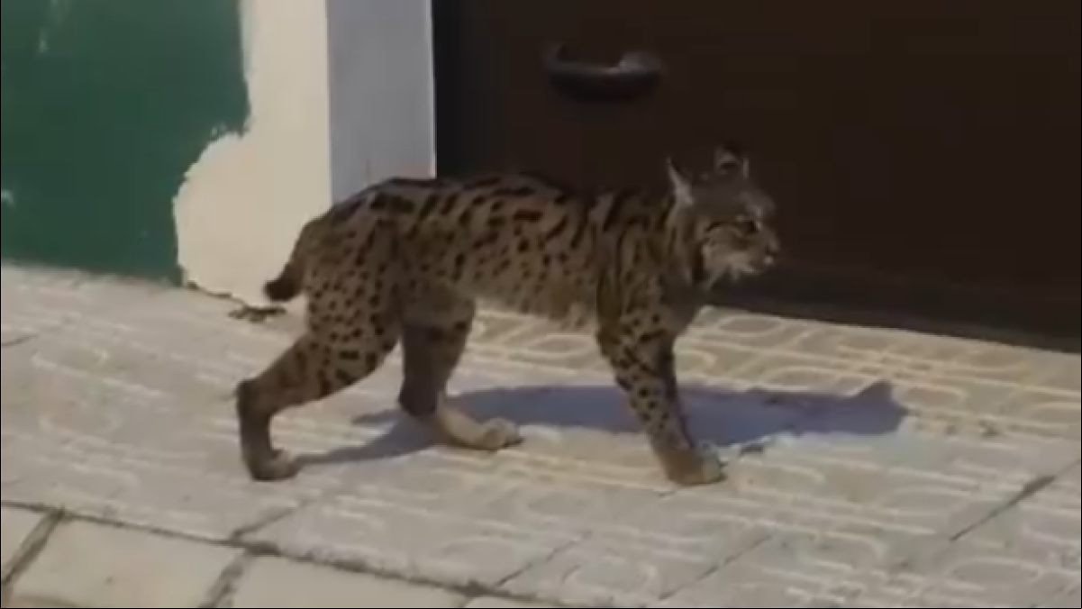 Una hembra de lince se pasea por un pueblo de Albacete y piden a los vecinos que la dejen tranquila