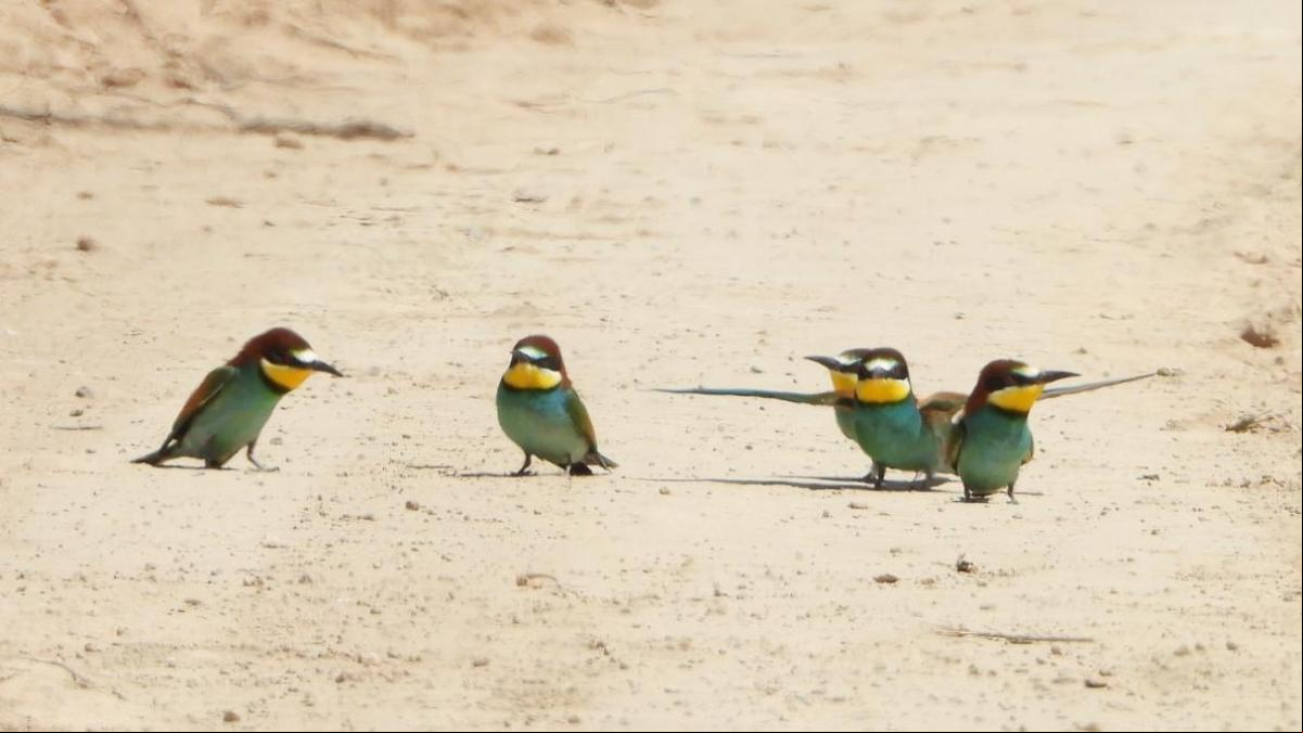 Cinco aves que no te dejarán indiferente si las ves cuando pasees entre el paisaje del Urgell
