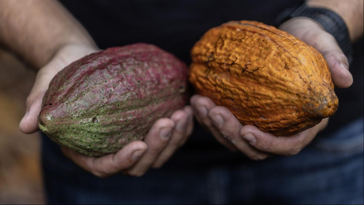 7 recetas que necesitas para celebrar el Día Internacional del Cacao