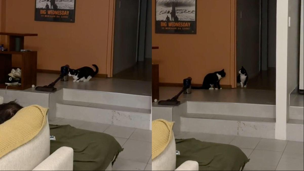 Graba a su gato enseñando a jugar a su nuevo hermano rescatado y la gente se emociona: “Voy a llorar”