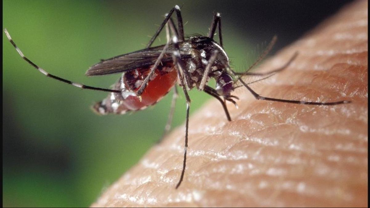 Detectado el primer caso importado de virus Oropuche en Canarias