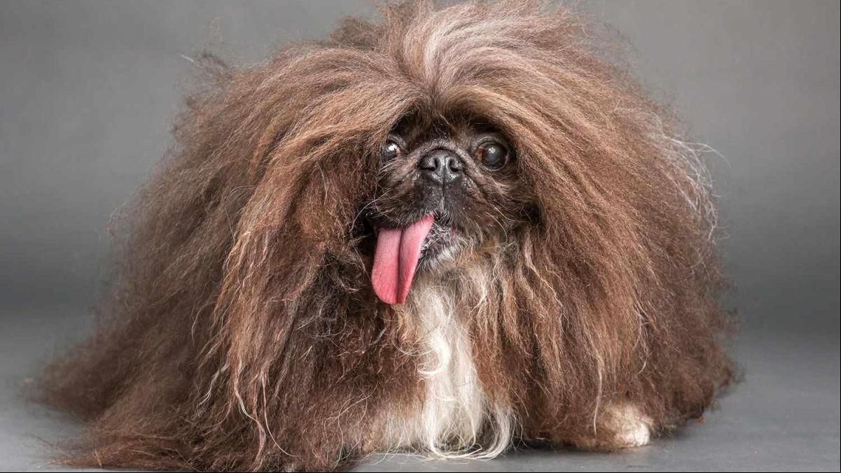Wild Thang, un pequinés que de cachorro contrajo moquillo, ha sido elegido “el perro más feo del mundo”