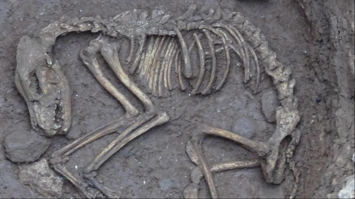 Los perros en la Barcelona medieval: de mascotas a animales de carga