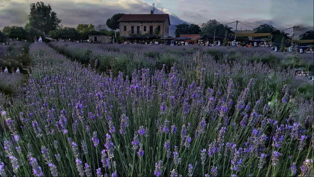 Últimos días de esplendor de la lavanda Últimos días de esplendor de la lavanda